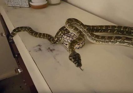 ثعبان يوقظ فتاة من نومها في غرفتها! (فيديو)