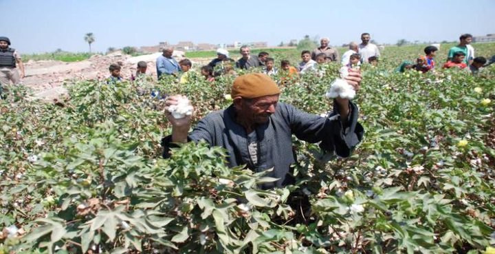 القطن المصري يصارع من أجل البقاء