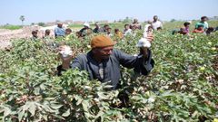 القطن المصري يصارع من أجل البقاء