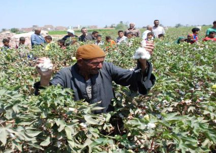 القطن المصري يصارع من أجل البقاء