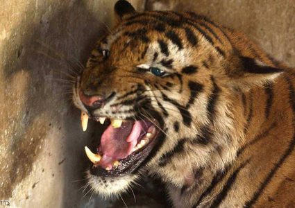 الهند : أغرب طريقة  للإيقاع بنمر فتاك