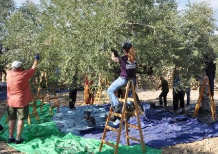 متضامنون أجانب يشاركون مواطنين في قطف ثمار الزيتون
