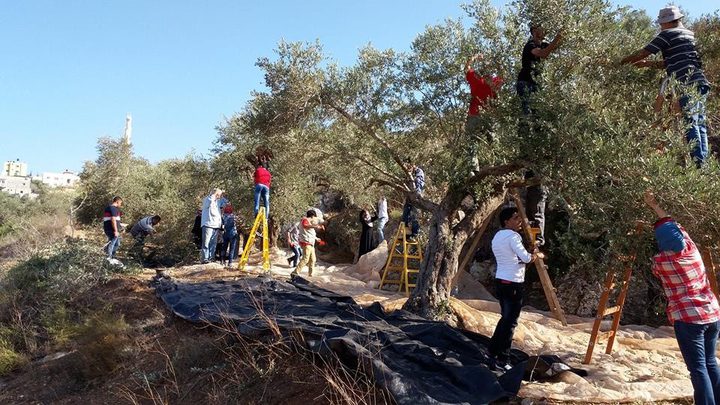 بيتونيا...المزارعون يتمكنون من الوصول إلى أراضيهم
