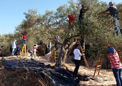 بيتونيا...المزارعون يتمكنون من الوصول إلى أراضيهم