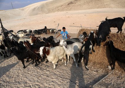 أطفال بدو فلسطينيون يرعون الأغنام في قرية خان الأحمر البدوية الفلسطينية ، التي تعتزم إسرائيل هدمها ، في الضفة الغربية المحتلة .