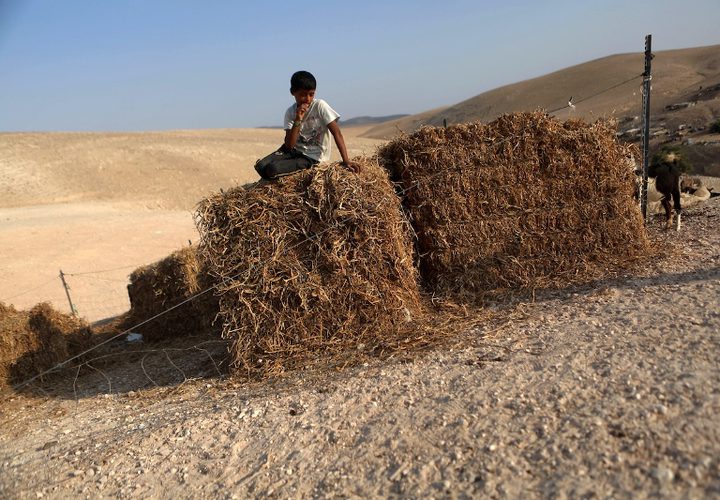 صبي بدوي فلسطيني يجلس على كومة من القش في قرية خان الأحمر البدوية الفلسطينية ، التي تخطط إسرائيل لهدمها ، في الضفة الغربية المحتلة.