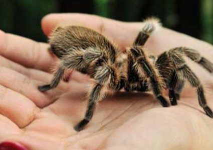 سم العناكب يعالج أحد أخطر أنواع السرطان