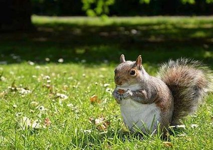 أدمغة السناجب تصيب أمريكيا بمرض نادر أودى بحياته!