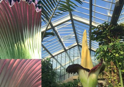 تفتح أضخم زهرة في العالم