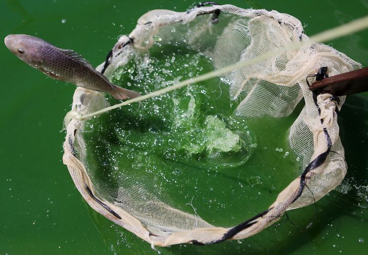 الأسماك تسبح في بركة في مزرعة أسماك في مدينة نابلس بالضفة الغربية