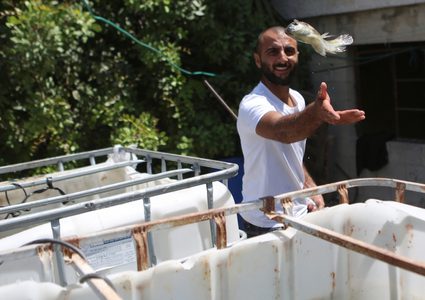 رجل فلسطيني يمسك بالأسماك في مزرعة أسماك في مدينة نابلس بالضفة الغربية.