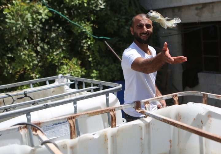 رجل فلسطيني يمسك بالأسماك في مزرعة أسماك في مدينة نابلس بالضفة الغربية.