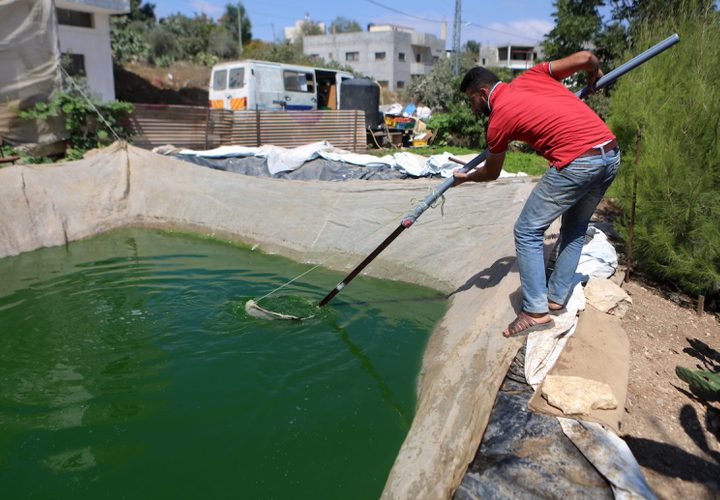 رجل فلسطيني يمسك بالأسماك في مزرعة أسماك في مدينة نابلس بالضفة الغربية.