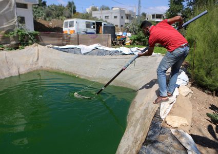 رجل فلسطيني يمسك بالأسماك في مزرعة أسماك في مدينة نابلس بالضفة الغربية.