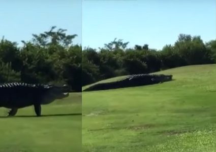 تمساح عملاق يفاجئ لاعبي غولف في فلوريدا!