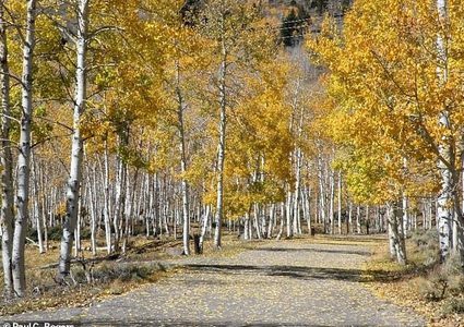 موت "أكبر كائن حي على الأرض"!