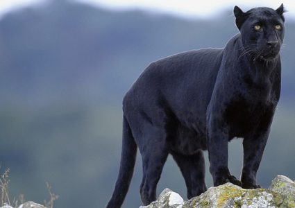 "نمر أسود" يروع قريتين في اسكتلندا