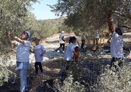 انطلاق الحملة الوطنية السنوية لقطف ثمار الزيتون