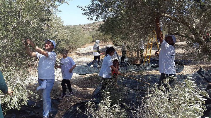 انطلاق الحملة الوطنية السنوية لقطف ثمار الزيتون