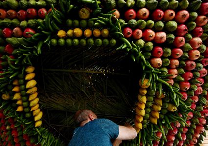 يزين أحد أفراد الطائفة السامرية "سوكا" محلية الصنع بثمار طازجة في عطلة المعابد ، أو سوكوت ، على جبل جرزيم ، على مشارف مدينة نابلس بالضفة الغربية