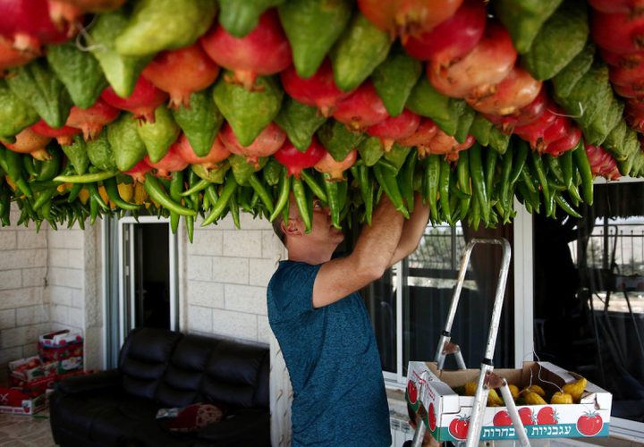 يزين أحد أفراد الطائفة السامرية "سوكا" محلية الصنع بثمار طازجة في عطلة المعابد ، أو سوكوت ، على جبل جرزيم ، على مشارف مدينة نابلس بالضفة الغربية