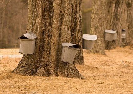 شراب "سكري" طبيعي مفيد للكبد