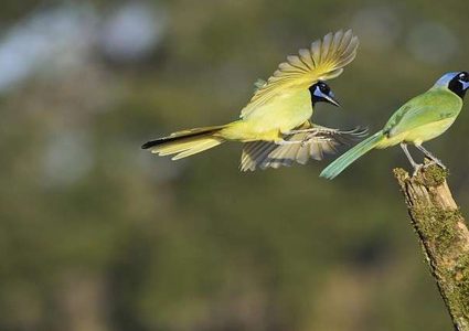 علماء: المظهر البراق لا يعكس الموهبة