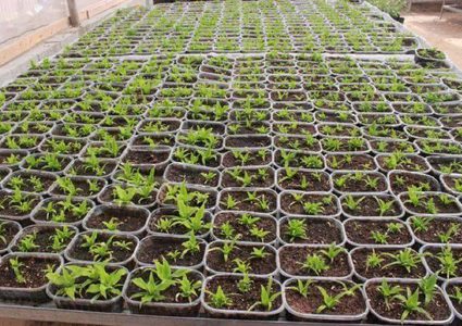 بيوت بلاستيكية تعلو جدار الفصل العنصري