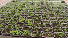 بيوت بلاستيكية تعلو جدار الفصل العنصري