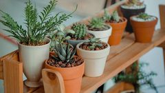 ما الذي تفعله النباتات المنزلية في جسم الانسان ؟