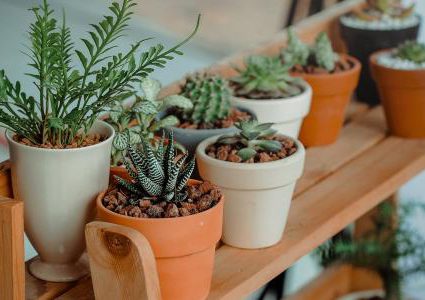 ما الذي تفعله النباتات المنزلية في جسم الانسان ؟