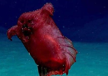 لأول مرة.. تصوير "وحش المحيط الهادئ" (فيديو)