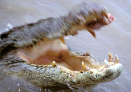 شجاعة مراهق تخلص صديقه من فك تمساح مفترس!