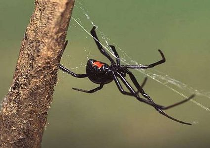 حل لغز الحرير الفولاذي الذي تنتجه الأرملة السوداء