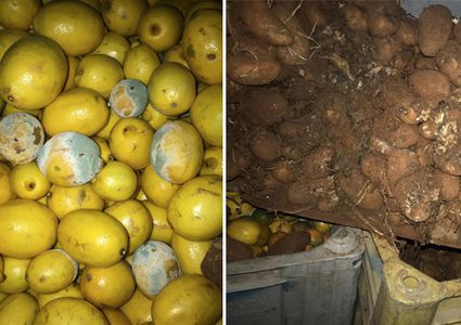 رام الله: ضبط وإتلاف بطاطا وحمضيات غير صالحة