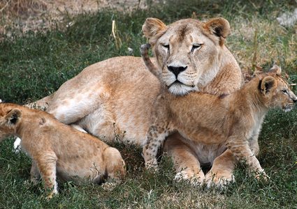 لماذا قتلت اللبؤة زوري والد أشبالها الثلاثة؟