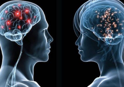 العلماء يطورون أدمغة بشرية في المختبر