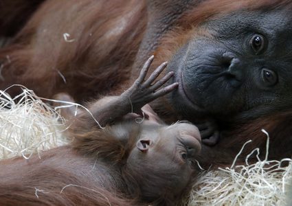 ميلاد أول "إنسان غاب" منذ سنوات في فرنسا