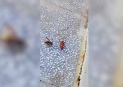 صراع "غير متوقع" بين دبور وصرصار