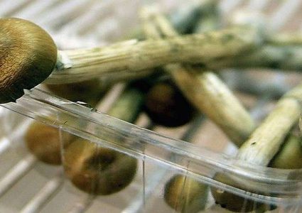 دراسة تكشف أهمية الفطر السحري في حل المشكلات!