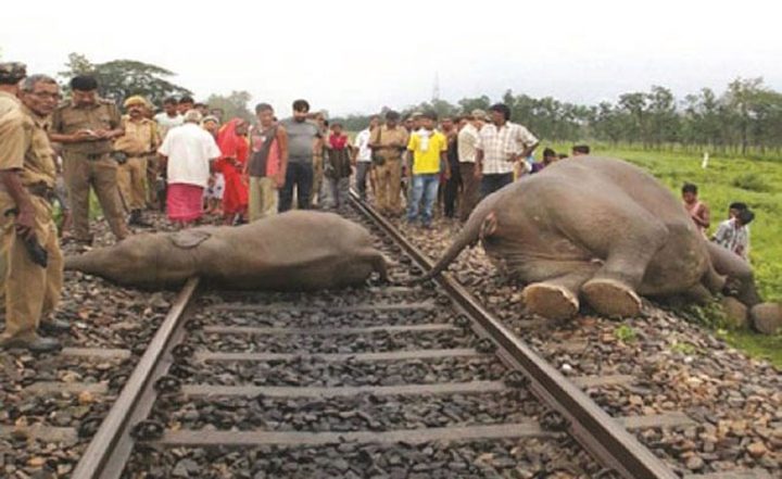 بالصعق الكهربائي.. مذبحة أفيال في الهند
