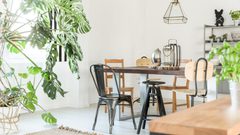 طرق توزيع النباتات الطبيعية في "ديكور المنزل"