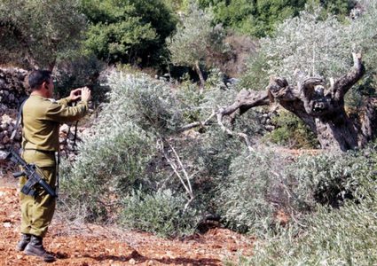 تجريف 30 دونما واقتلاع 550 شجرة غرب الخليل