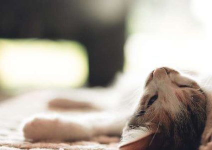 إنقاذ قطة من الموت بطريقة لا تخطر على بال! (فيديو)