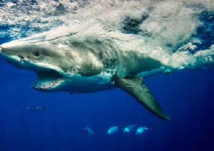 صورة مؤلمة في البحر الأحمر تبين تهديد البلاستيك