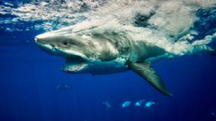 صورة مؤلمة في البحر الأحمر تبين تهديد البلاستيك