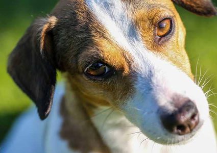 مافيا ايطالية ترصد مكافأة مالية "لاغتيال" كلب