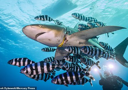 صورة مؤلمة تبين التهديد الحقيقي للبلاستيك!