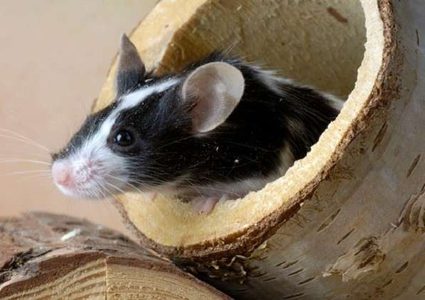 علماء روس ينتجون فئرانا لا تصاب بالحساسية