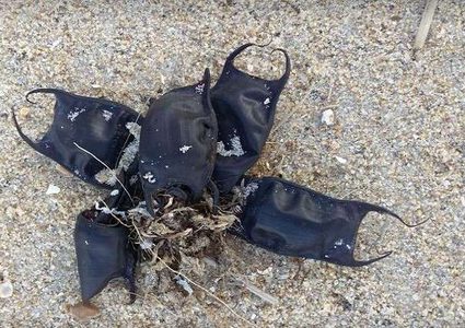 تعرف على سر حقائب البحر العجيبة! (فيديو)